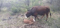 BAYAT İLÇE JANDARMA KOMUTANLIĞI