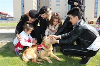 KÖPEK TİMİ